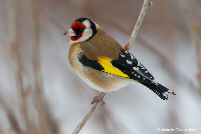 Goldfinch bird voice