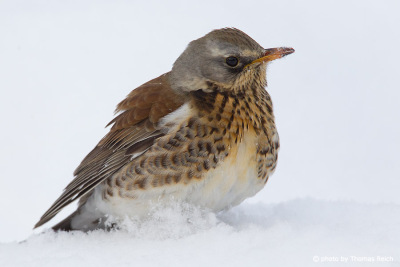 Fieldfare voice and song