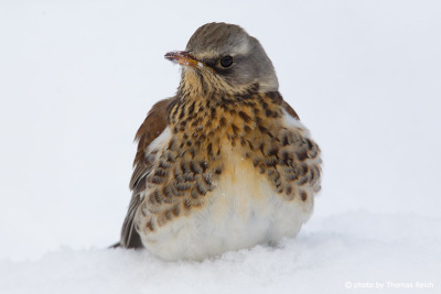 Fieldfare sits in the snow