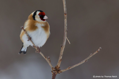 Goldfinch call