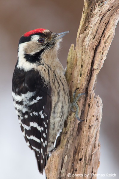 Lesser Spotted Woodpecker domestic bird