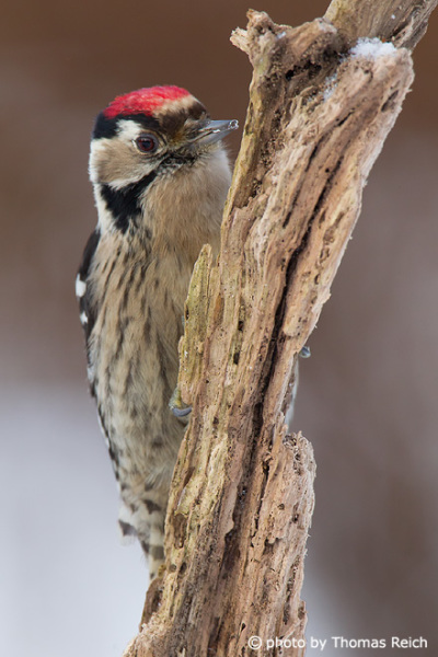 Lesser Spotted Woodpecker drumming