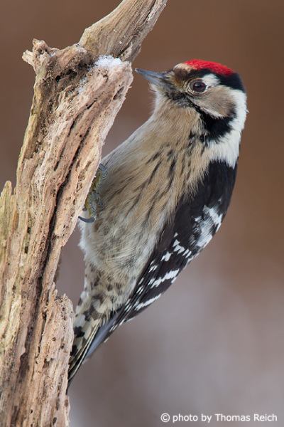Lesser Spotted Woodpecker in winter