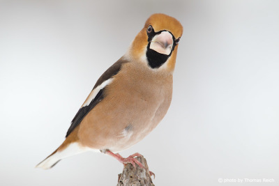 Hawfinch fom the front