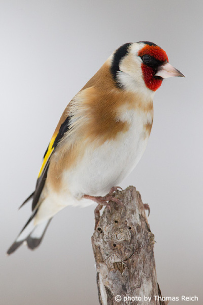 Goldfinch beak