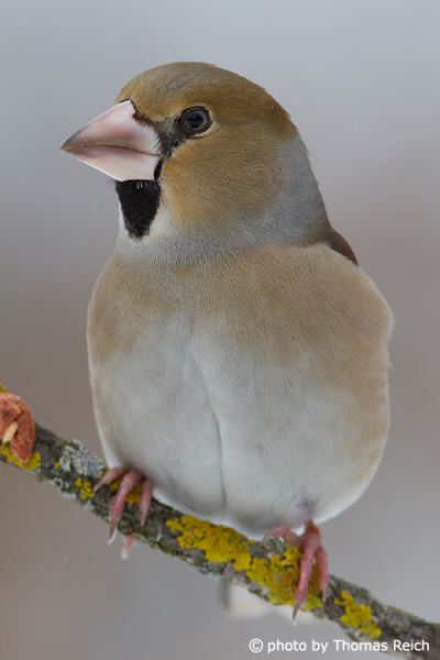 Hawfinch female images