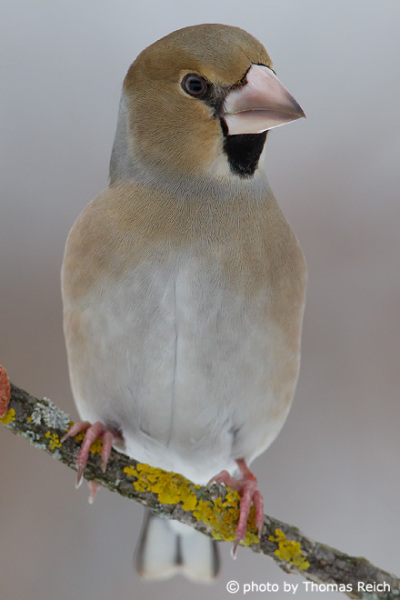 Head of Hawfinch female