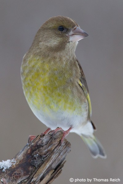 Adult Greenfinch bird