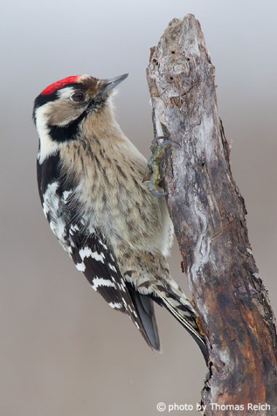 Lesser Spotted Woodpecker bird