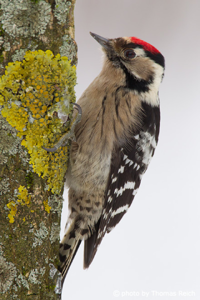 Lesser Spotted Woodpecker sound