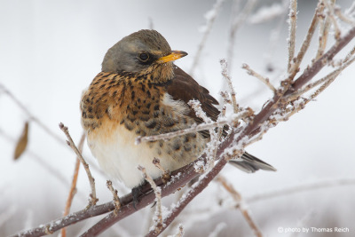 Fieldfare sitting on a snowy branch