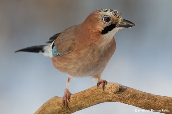 Eurasian Jay sits on branch in the garden