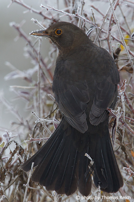Blackbird diet in winter