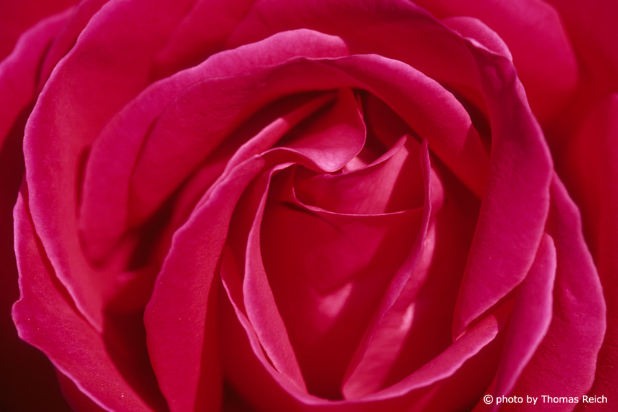 Rosenblüte, Rosa