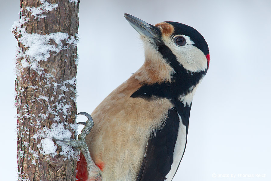 Spotted Woodpecker in winter