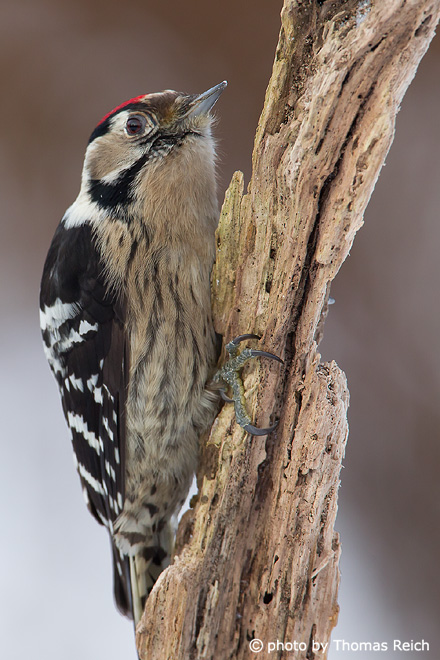 Lesser Spotted Woodpecker call