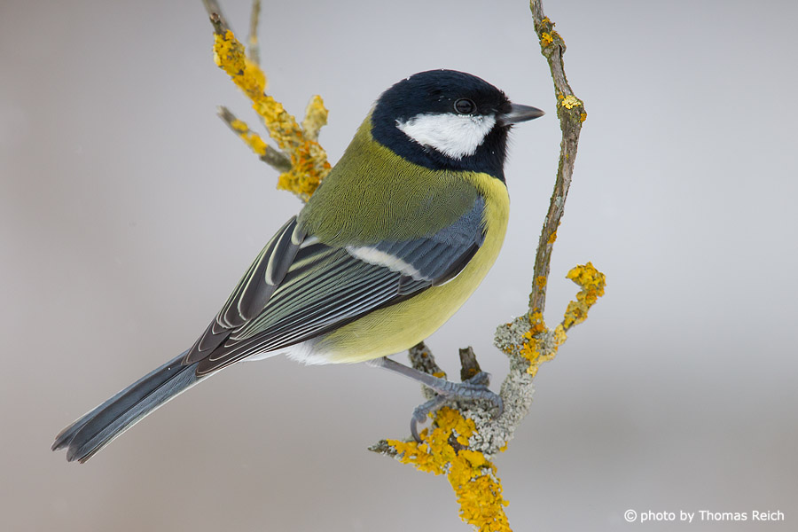 Great Tit back feathers