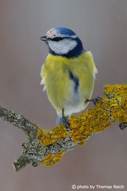 Blue Tit birds in Germany