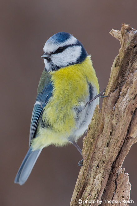 Blue Tit garden bird