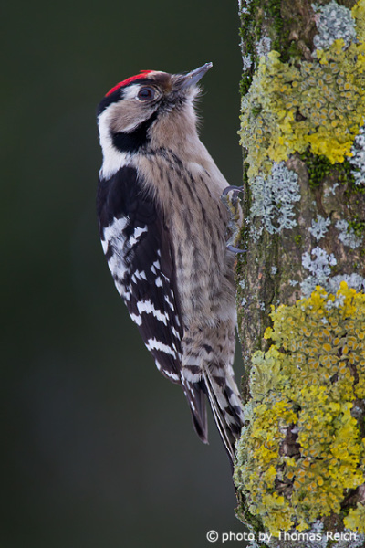 Lesser Spotted Woodpecker eating
