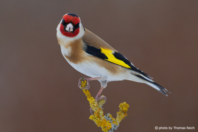 Goldfinch size