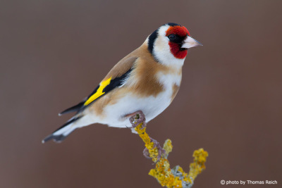 European goldfinch appearance