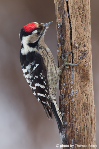 Lesser Spotted Woodpecker diet