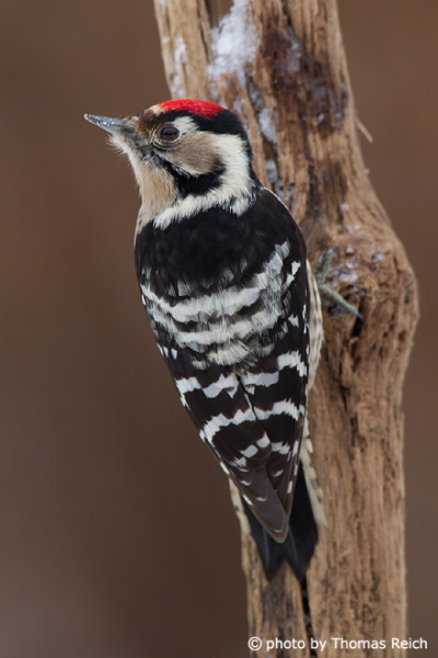 Back of Lesser Spotted Woodpecker