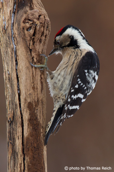Lesser Spotted Woodpecker drums