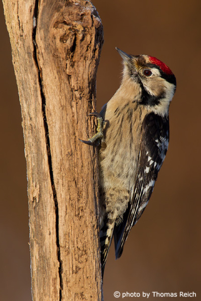 Lesser Spotted Woodpecker small bird