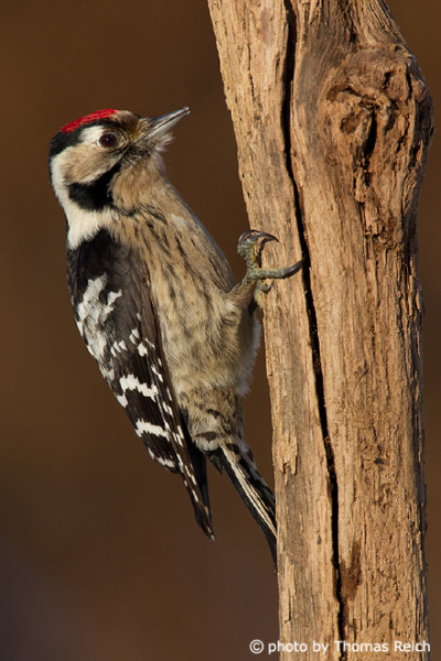 Lesser Spotted Woodpecker feet