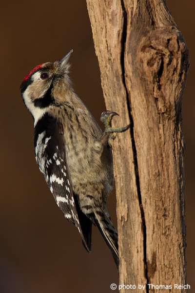 Lesser Spotted Woodpecker climbing
