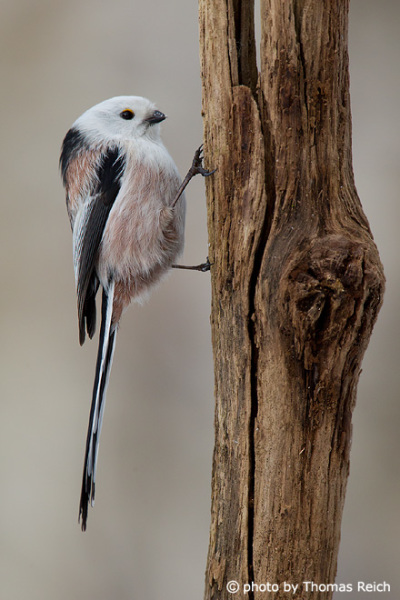 Long-tailed Tit claws