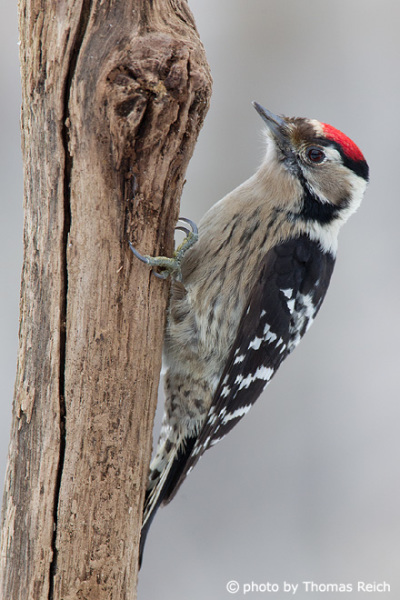 Lesser Spotted Woodpecker nature photo