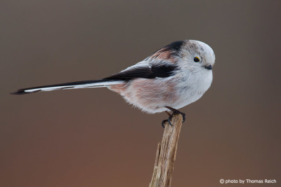 Long-tailed Tit body