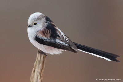 Long-tailed Tit back feathers