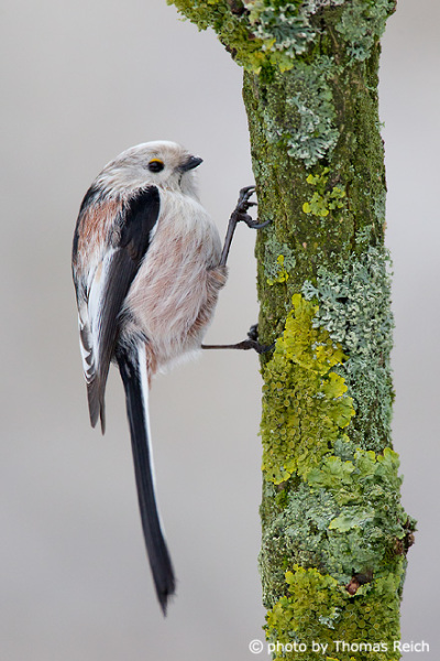 Long-tailed Tit voice