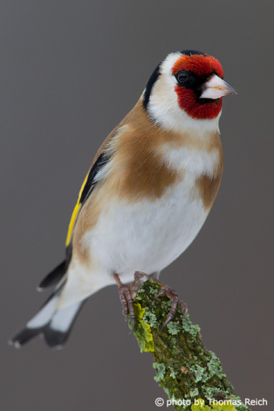 Goldfinch eats