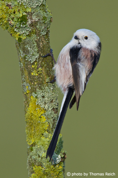 Long-tailed Tit vocal