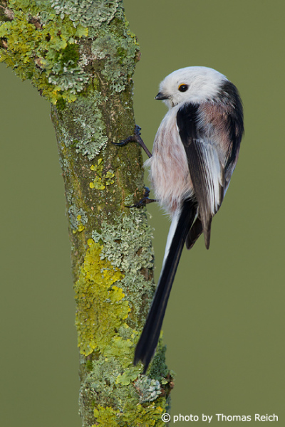 Long-tailed Tit foraging
