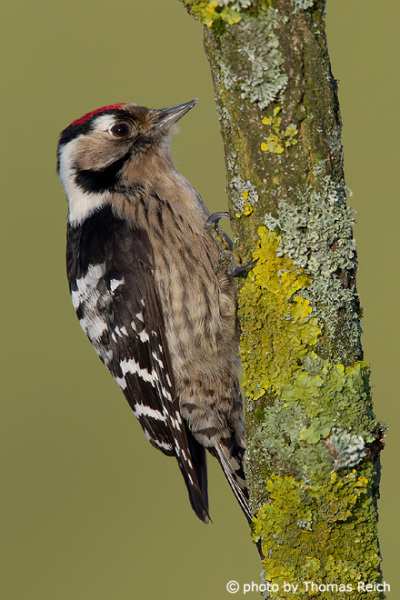 Lesser Spotted Woodpecker in spring