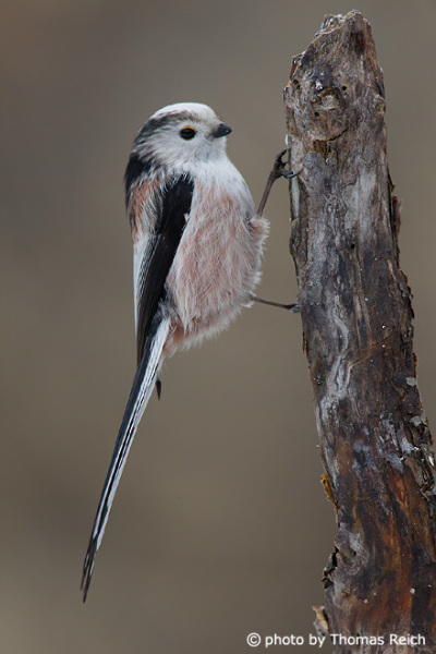 Long-tailed Tit legs