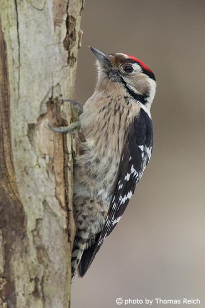 Eyes of Lesser Spotted Woodpecker