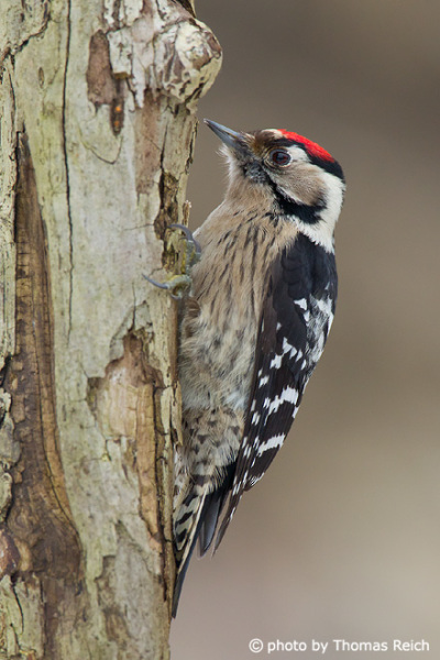 Lesser Spotted Woodpecker height