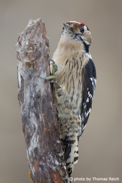 Lesser Spotted Woodpecker breast