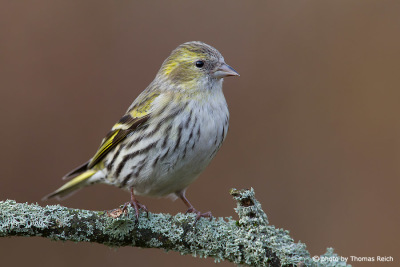 Eurasian Siskin sits on branch after the fight