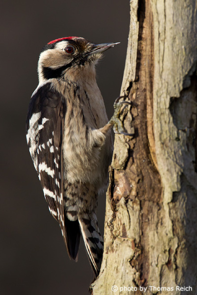 Lesser Spotted Woodpecker foraging
