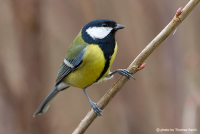 Great Tit yellow breast feather