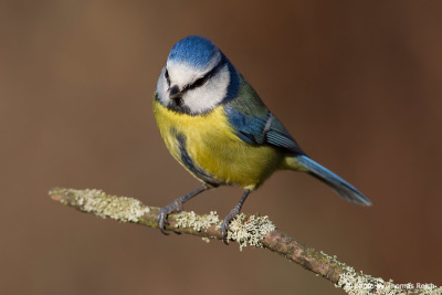 Blue Tits breed in spring