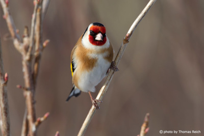 European goldfinch bird